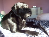 Monty